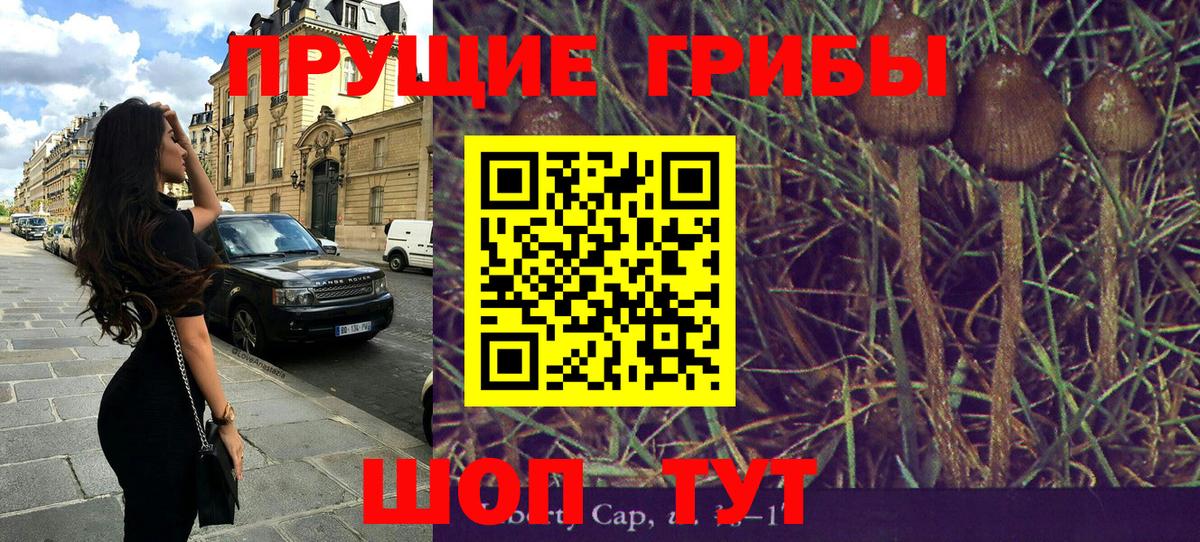 Касимов  Галлюциногенные грибы Psilocybine cubensis  Вход с VPN 